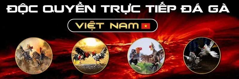 SV388 Đá Gà Trực Tiếp - Đăng Ký Ngay, Nhận Thưởng 100K