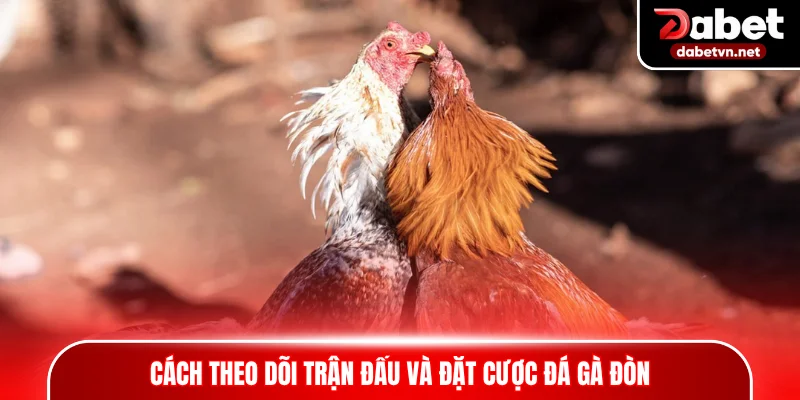 Cách theo dõi trận đấu và đặt cược đá gà đòn