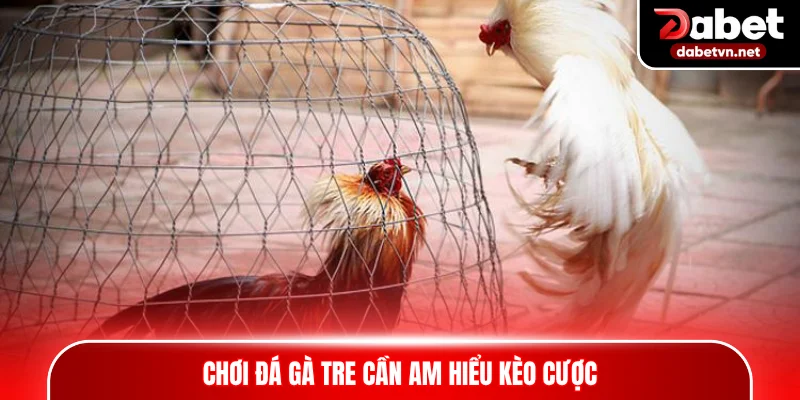 Chơi đá gà tre cần am hiểu kèo cược