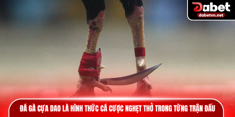 Đá gà cựa dao là hình thức cá cược nghẹt thở