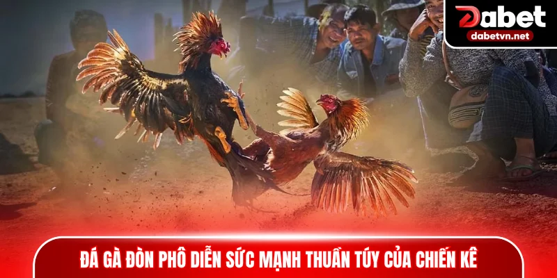 Đá gà đòn phô diễn sức mạnh thuần túy của chiến kê