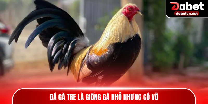 Đá gà tre là giống gà nhỏ nhưng có võ
