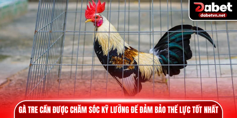 Gà tre cần được chăm sóc kỹ lưỡng để đảm bảo thể lực tốt nhất