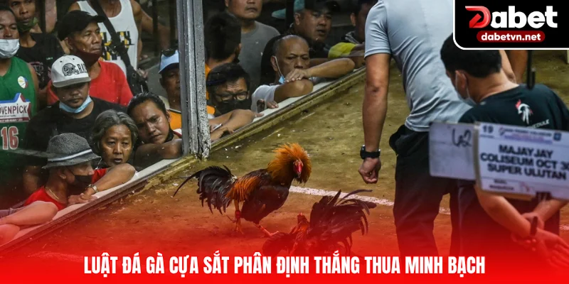 Luật đá gà cựa sắt phân định thắng thua minh bạch