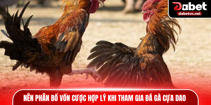 Người chơi nên phân bổ vốn cược hợp lý khi tham gia đá gà cựa dao
