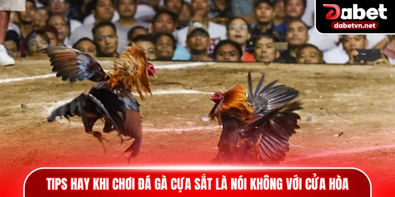 Tips hay khi chơi đá gà cựa sắt là nói không với cửa hòa